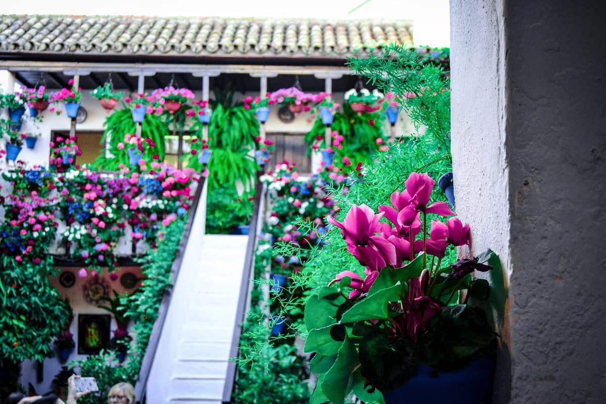 Tour por los Patios cordobeses | Córdoba a pie
